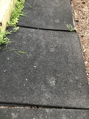 Vulpes vulpes fulvus