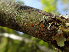 Brigantiaea chrysosticta