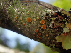 Brigantiaea chrysosticta