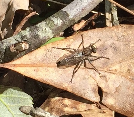 Red-legged Sandpirate