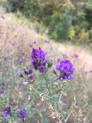 Medicago sativa