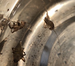 Pristoceuthophilus pacificus