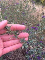 Medicago sativa