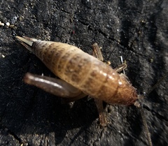 Pristoceuthophilus pacificus