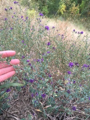 Medicago sativa