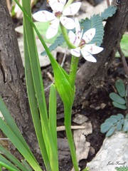 Wurmbea biglandulosa