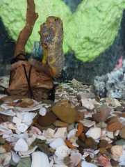 Hippocampus ingens