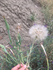 Tragopogon dubius