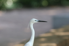 Egretta garzetta