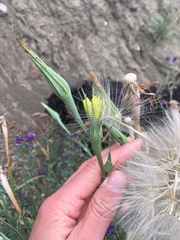Tragopogon dubius