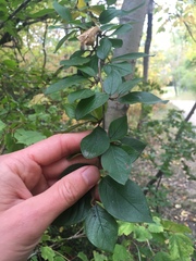 Cotoneaster lucidus