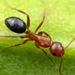 Bicolored Arboreal Carpenter Ant - Photo (c) Thomas Shahan, some rights reserved (CC BY-NC), uploaded by Thomas Shahan