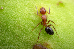 Camponotus discolor
