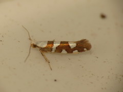 Argyresthia brockeella