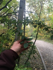 Cotoneaster lucidus