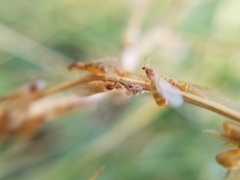 Brachymyrmex depilis