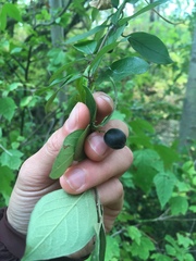 Cotoneaster lucidus