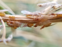 Brachymyrmex depilis