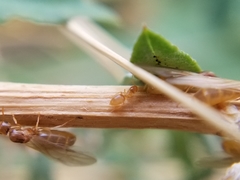 Brachymyrmex depilis