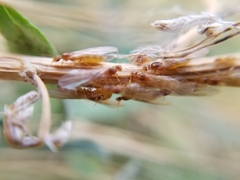 Brachymyrmex depilis