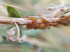 Brachymyrmex depilis