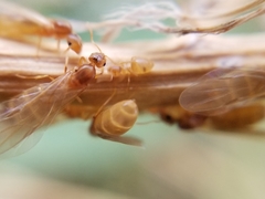 Brachymyrmex depilis