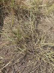 Elymus smithii