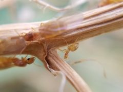 Brachymyrmex depilis