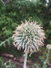Echinops