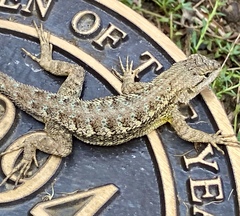 Sceloporus occidentalis