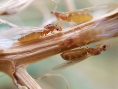 Brachymyrmex depilis