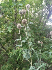 Echinops