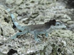 Anolis agassizi