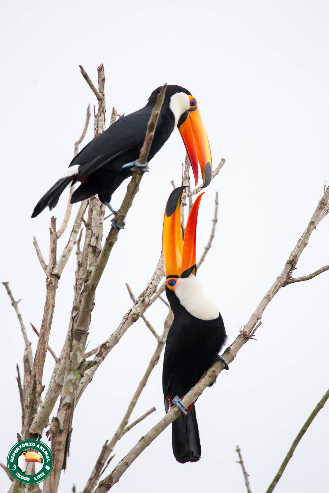 Toco Toucan illustration
