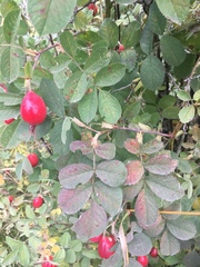 Rosa woodsii