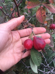 Rosa woodsii