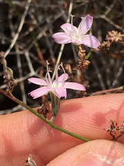 Stephanomeria tenuifolia