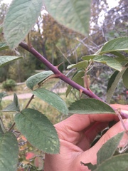 Rosa woodsii