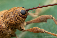 Curculio proboscideus