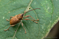 Curculio proboscideus