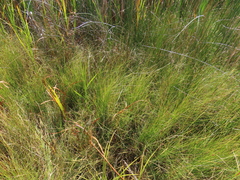 Carex simulata
