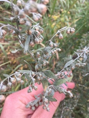 Artemisia absinthium