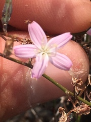 Stephanomeria tenuifolia