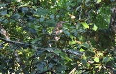 Tigrisoma