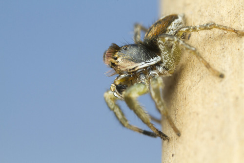 Habronattus ophrys