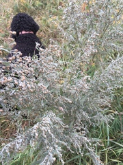 Artemisia absinthium