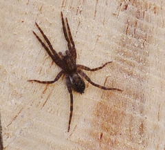 Asthenoctenus borellii