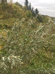 Artemisia absinthium