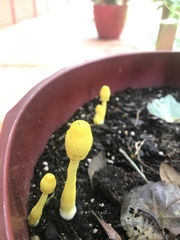 Leucocoprinus birnbaumii image