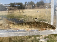 Pantosteus platyrhynchus